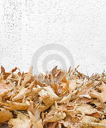 Autumn rain water drops leaves pile dry in autumn season for backgroiund Stock Photo