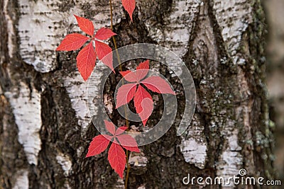 Autumn red Boston ivy leaves on birch tree close up. Fall background, texture with copyspace Stock Photo