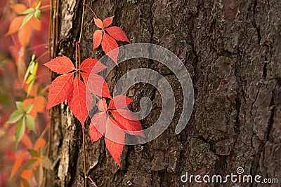 Autumn red Boston ivy leaves on tree close up. Fall background, texture with copyspace Stock Photo