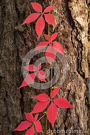 Autumn red Boston ivy leaves on pine tree close up. Fall background, texture Stock Photo