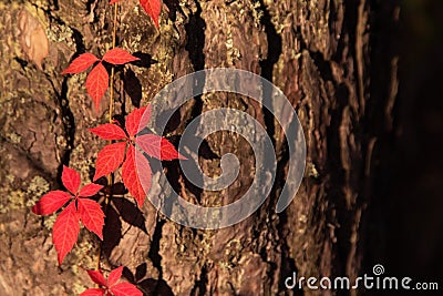 Autumn red Boston ivy leaves in sunlight on tree close up. Fall background, texture with copyspace Stock Photo