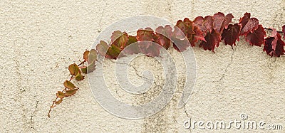 Autumn red ivy Stock Photo