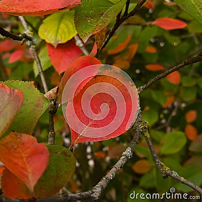 Autumn red leaf of chokeberry close-up Stock Photo