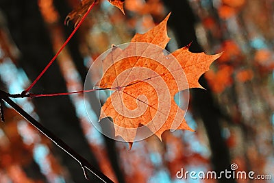 Autumn red leaf in the forest near the Moscow handing on a tree and waving by the wind. Stock Photo
