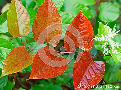 Autumn red leaves on branch Stock Photo