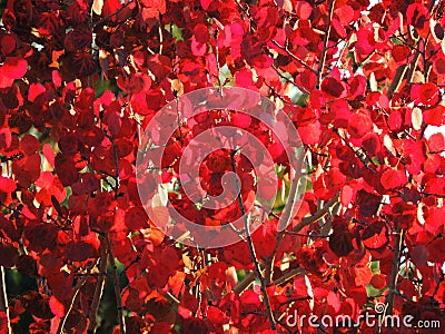 Autumn red leaves and branches, seasons: autumn Stock Photo