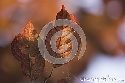 Autumn red leaves, incomplete leaves, sunset Stock Photo