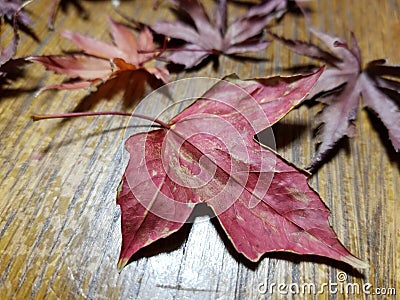 Red leaves Stock Photo