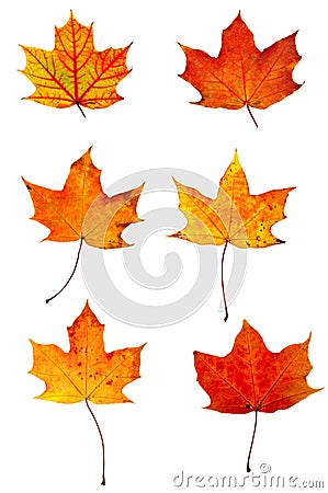 Autumn red maple leaves collection Stock Photo