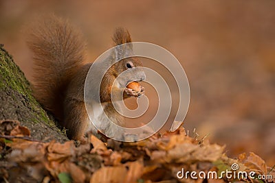 Autumn red squirrel Stock Photo