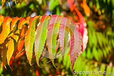 Autumn red and yellow colors of the Rhus typhina, Staghorn sumac, Anacardiaceae, leaves of sumac on blue sky Stock Photo