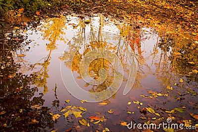 Bright Autumn Trees Reflected in Puddle 2 Stock Photo