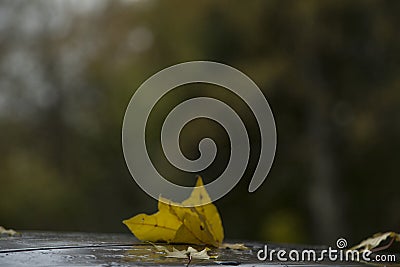 Autumn reflections. unrequited love. Stock Photo