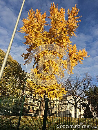 an Autumn representation on a park tree in Italy Stock Photo