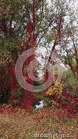 Autumn, riverbank Stock Photo