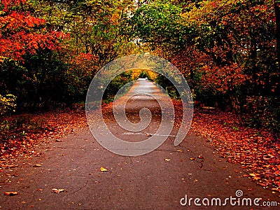 Autumn road in the park Stock Photo