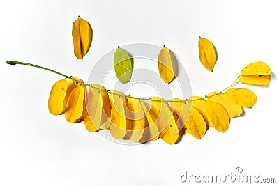 Autumn Robinia pseudoacacia leaves on a white background Stock Photo