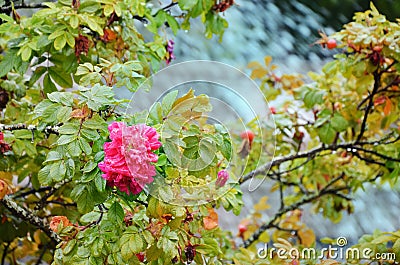 Autumn rosehip Stock Photo