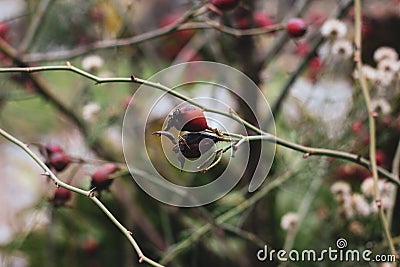Autumn rosehip with red berries and naked branches Stock Photo