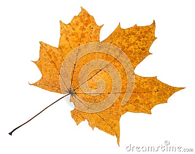 autumn rotten leaf of maple tree isolated Stock Photo