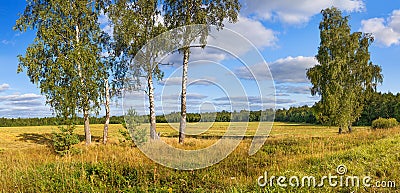 autumn rural landscape panorama, field, forest, blue sky and white clouds. Stock Photo