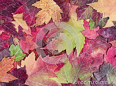 Autumn rustic colorful maple leaves background Stock Photo