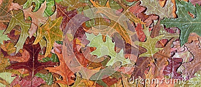 Autumn rustic colorful oak leaves background Stock Photo