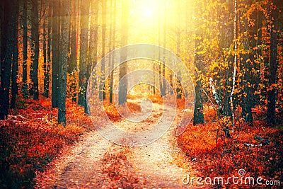 Autumn scene. Beautiful autumnal park with pathway Stock Photo