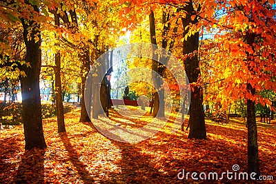 Autumn scene. Bright colorful landscape yellow trees in autumn park. Fall Stock Photo