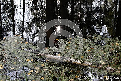 Autumn scene at the end of the day on the lake. Stock Photo