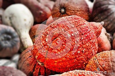 An Autumn Scene of Gourds and Pumpkins of various Textures and Colors Stock Photo