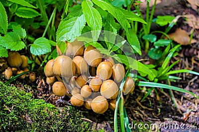 Autumn scene with a group of mushrooms among green leaves and grass. Also known as mica cap, shiny cap or glistening Stock Photo