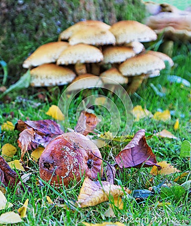 An Autumn scene with rotten apple, fallen leaves and fungi. Stock Photo