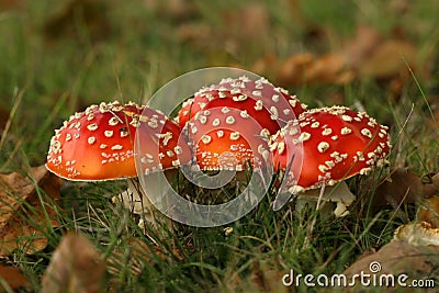 Autumn scene: three toadstools close together Stock Photo