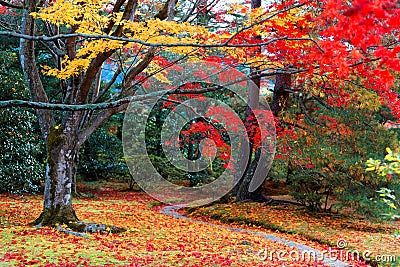 Autumn scenery of a beautiful Japanese garden with a pathway winding through a forest of colorful maple trees Stock Photo