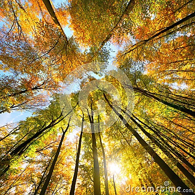 Autumn scenery with a canopy of tall trees Stock Photo