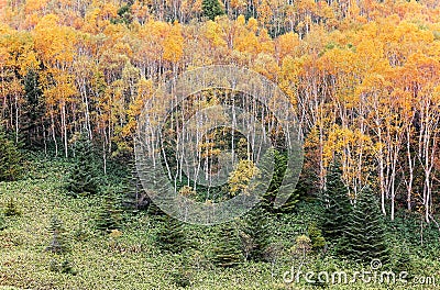 Autumn scenery of colorful forests on the green grassy hillside in Shiga Kogen Highlands Stock Photo