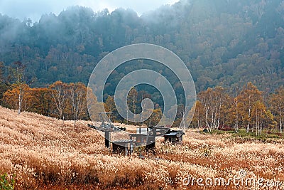 Autumn scenery of a field of golden reeds & trees of colorful foliage on the hillside in Shiga Kogen Stock Photo