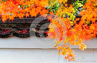 Autumn scenery of fiery maple foliage by the wall of a Japanese garden with fallen leaves on the tiles Stock Photo