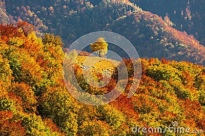 Autumn scenery with a lonely tree in a gap on a forest covered r Stock Photo