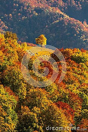 Autumn scenery with a lonely tree in a gap on a forest covered r Stock Photo