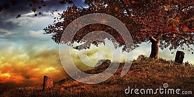 A tree on a hill in autumn Stock Photo