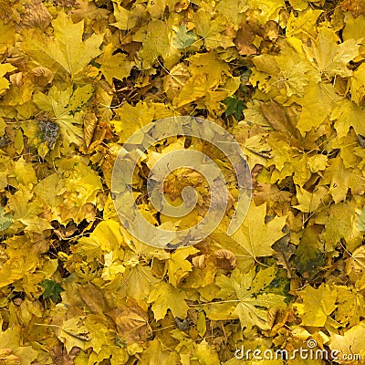 Autumn seamless pattern background Stock Photo