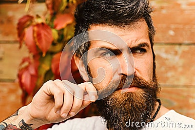 Autumn season and beauty concept. Guy posing near red leaves on wall. Macho with beard Stock Photo