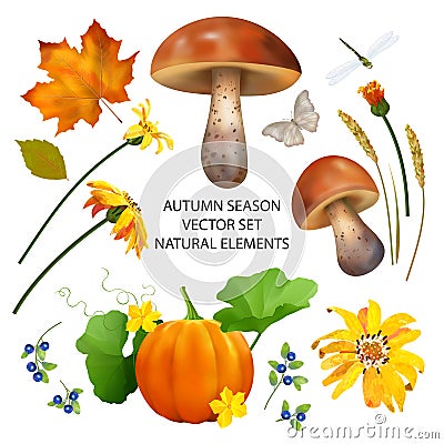 Autumn Season Collection Vector Illustration