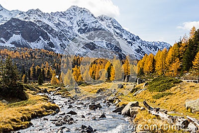 Autumn season with golden larche trees with brook into the Lake Viola Stock Photo