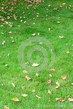 Autumn season, green lawn with fallen leaves. Stock Photo