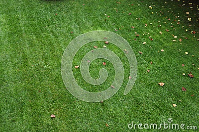 Autumn season, green lawn with fallen leaves. Stock Photo