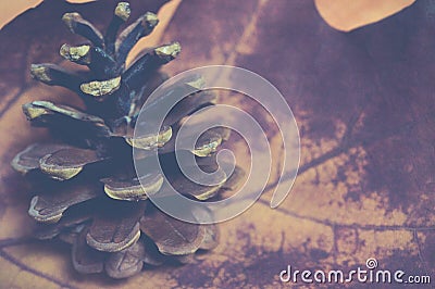 Autumn season - Pine cone on a dry red maple leaf, vintage style Stock Photo