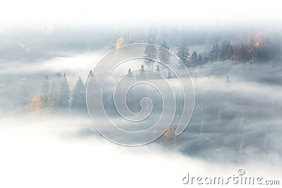 Autumn season, wild forest in sunrise fog and clouds Stock Photo